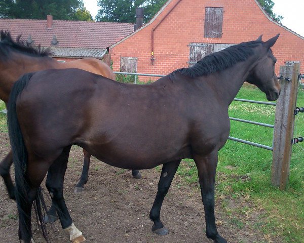 broodmare Chanel (Oldenburg, 2000, from Rohdiamant)