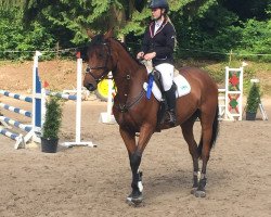 jumper Calida de Lui (Oldenburg show jumper, 2012, from Content de Lui)