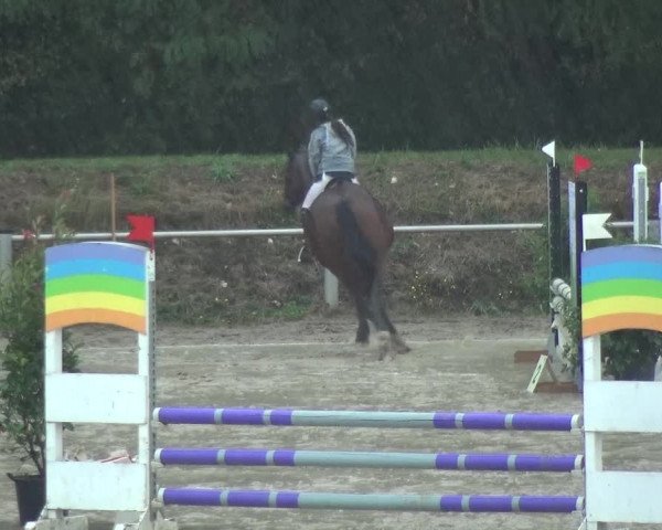Reitturnier Köln-Leverkusen 2018