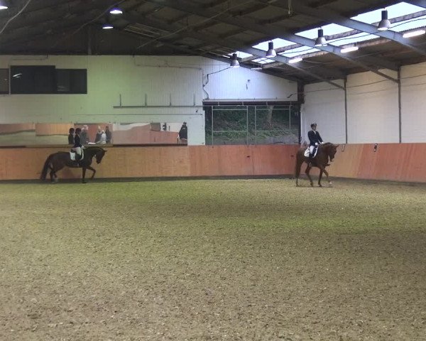 Reitturnier Ratingen-Hösel - Gut Gützenhof 2018