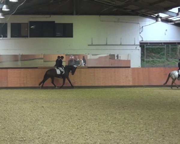 Reitturnier Ratingen-Hösel - Gut Gützenhof 2018