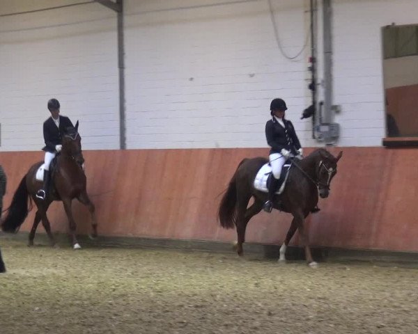Reitturnier Ratingen-Hösel - Gut Gützenhof 2018
