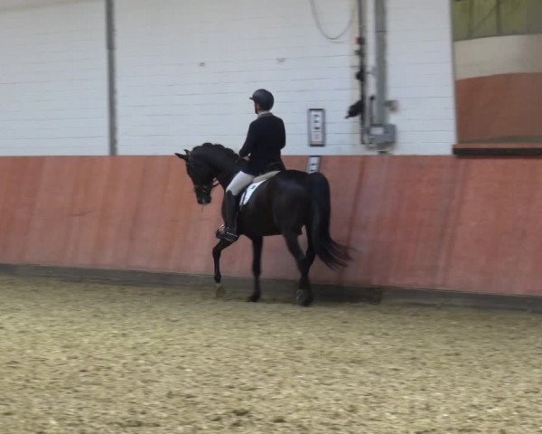 Reitturnier Ratingen-Hösel - Gut Gützenhof 2018