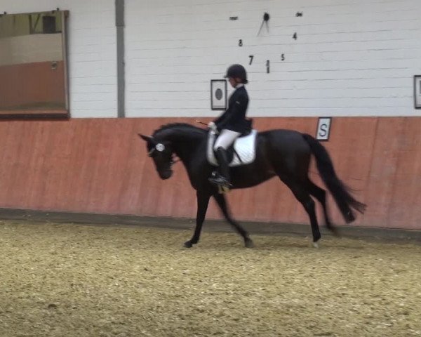 Reitturnier Ratingen-Hösel - Gut Gützenhof 2018