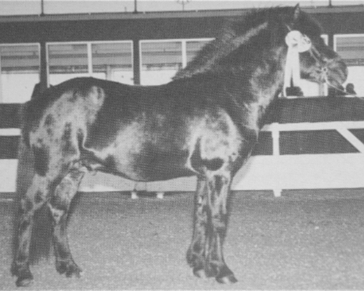 Stallone da monta Hrafn von Aegidienberg (Cavallo islandese, 1972, di Vörður frá Kýrholti)