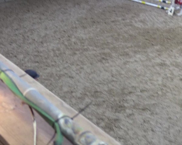 Reitturnier Sörup 2018