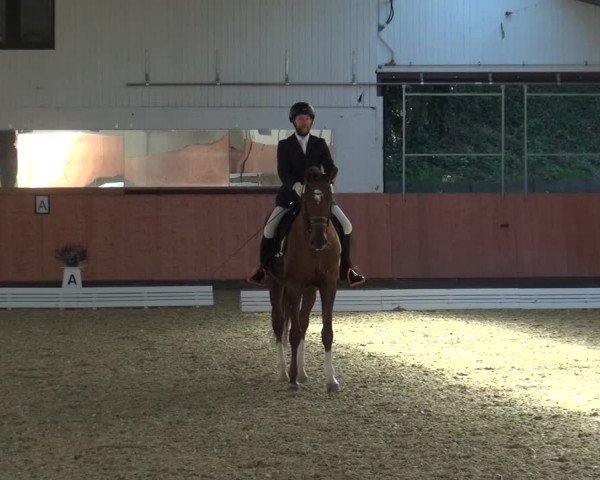 Reitturnier Ratingen-Hösel - Gut Gützenhof 2018