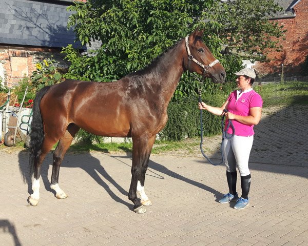 broodmare Lady Gaga (German Sport Horse, 2011, from Landfein)