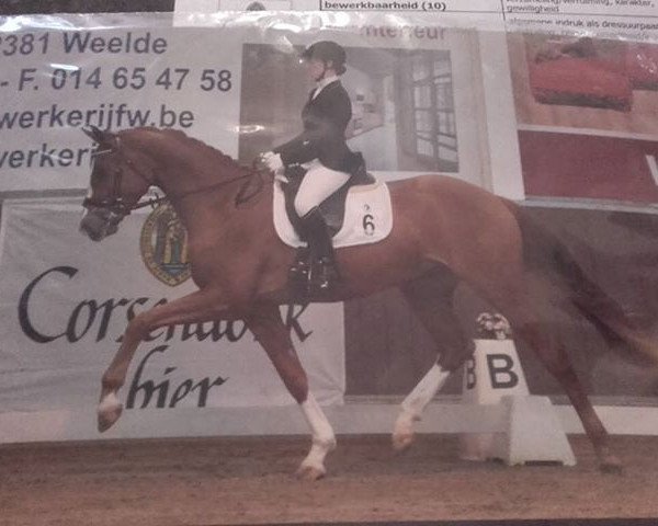 horse Ice (KWPN (Royal Dutch Sporthorse), 2013, from Estoril)
