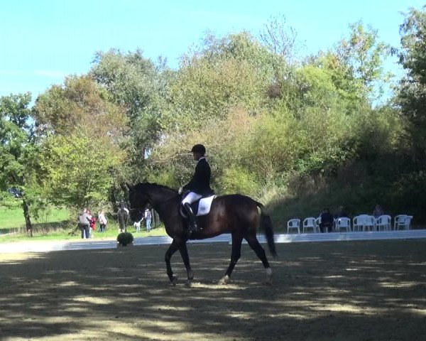 Reitturnier Ratingen-Hösel - Gut Gützenhof 2018