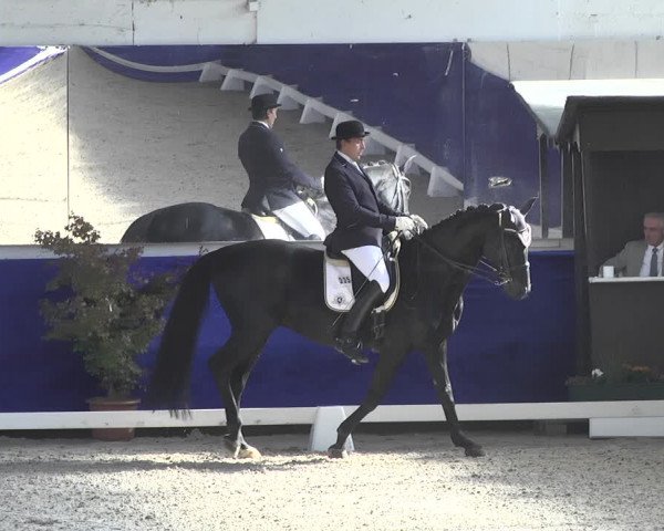 Reitturnier Pforzheim 2018