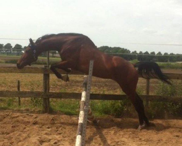 horse Ibiza (KWPN (Royal Dutch Sporthorse), 2013, from Estoril)