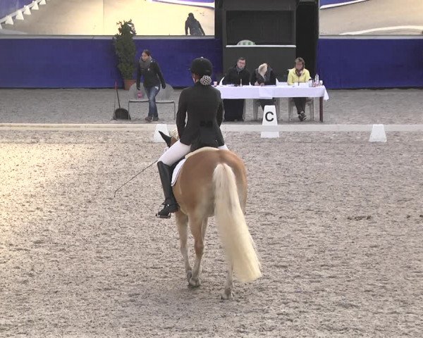 Reitturnier Pforzheim 2018