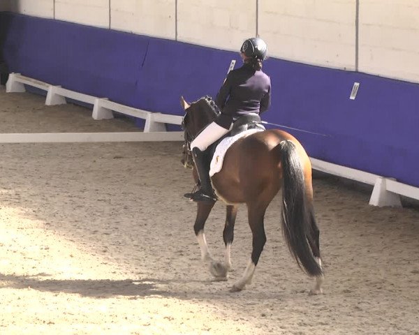 Reitturnier Pforzheim 2018