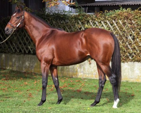 stallion Campanologist xx (Thoroughbred, 2005, from Kingmambo xx)