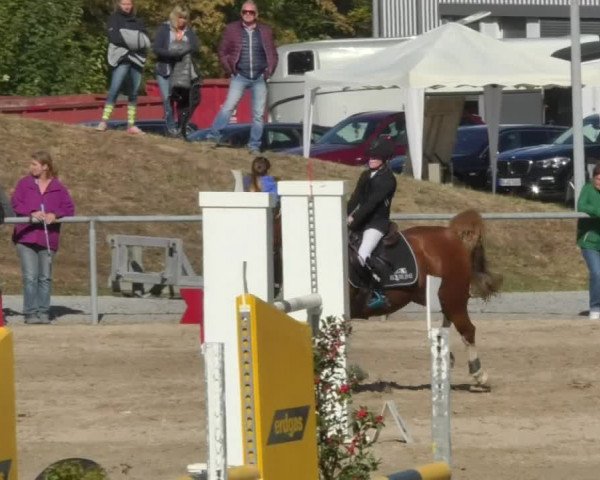 Reitturnier Pforzheim 2018