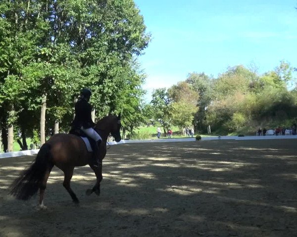 Reitturnier Ratingen-Hösel - Gut Gützenhof 2018