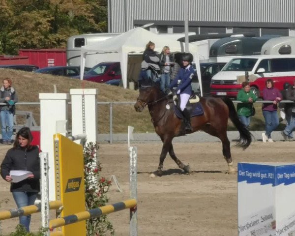 Reitturnier Pforzheim 2018