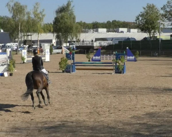 Reitturnier Pforzheim 2018