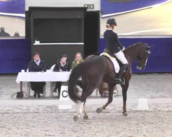 Reitturnier Pforzheim 2018