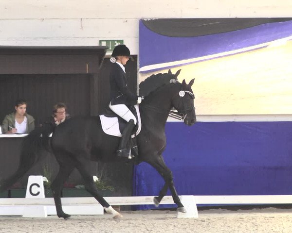 Reitturnier Pforzheim 2018