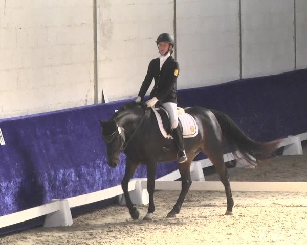 Reitturnier Pforzheim 2018