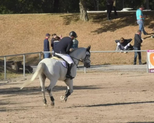 Reitturnier Pforzheim 2018