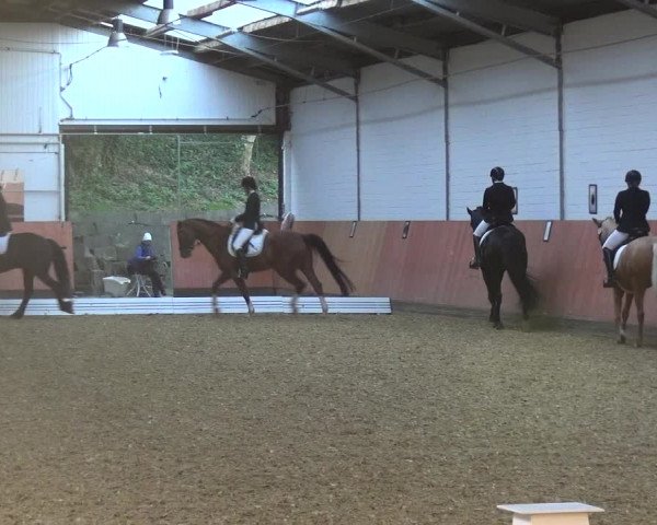 Reitturnier Ratingen-Hösel - Gut Gützenhof 2018