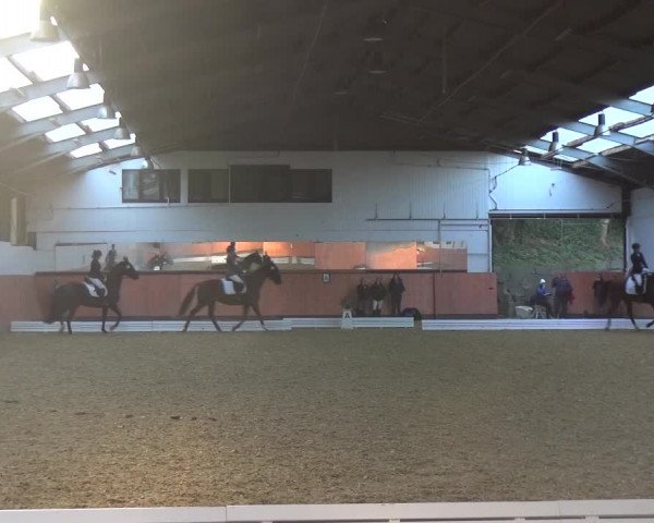 Reitturnier Ratingen-Hösel - Gut Gützenhof 2018