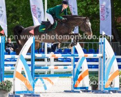 jumper La Strada L (Polish Warmblood, 2005, from Bischof L)