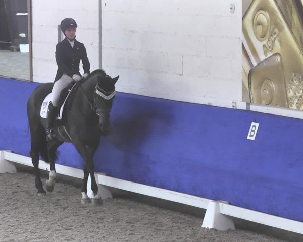Reitturnier Pforzheim 2018