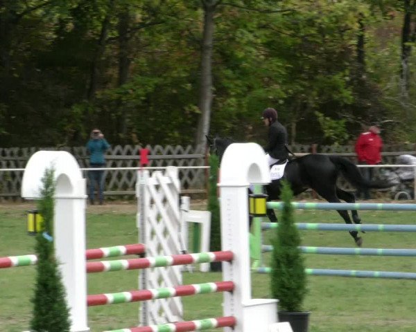 Reitturnier Wernigerode 2018