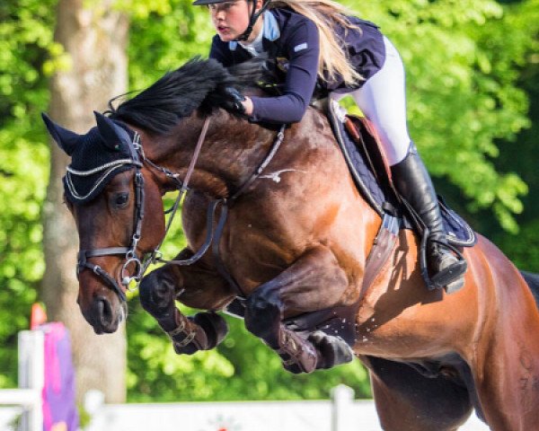 Springpferd Only de Cavaliara (Oldenburger, 2006, von Carry Gold)