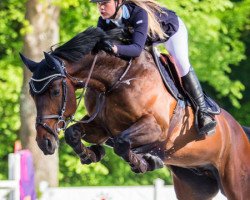 Springpferd Only de Cavaliara (Oldenburger, 2006, von Carry Gold)