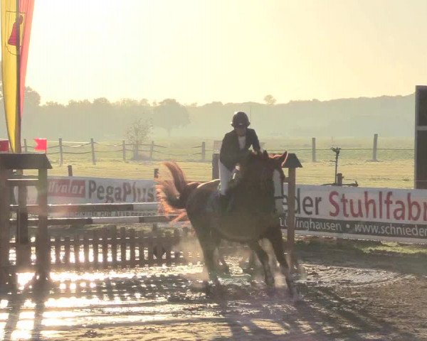Reitturnier Lüdinghausen-Westrup 2018