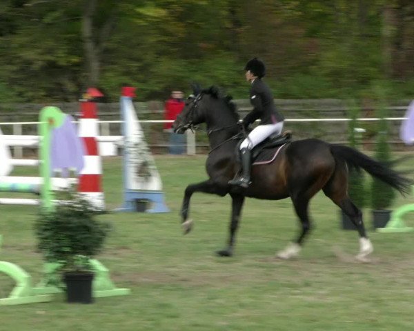 Reitturnier Wernigerode 2018