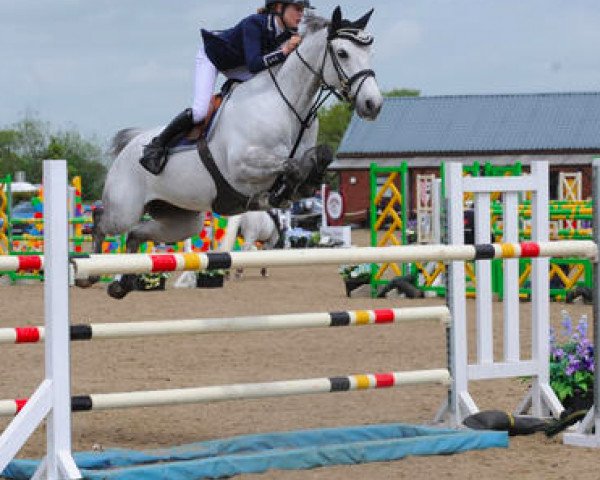 jumper Kingstown Rebel (Irish Sport Horse, 2007)