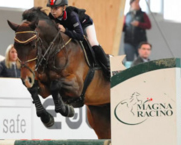 jumper Costa Brava (Hungarian Warmblood, 2008, from Colonado)