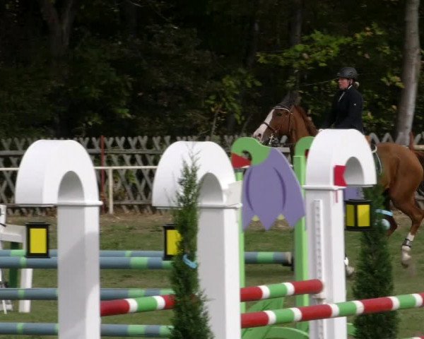 Reitturnier Wernigerode 2018