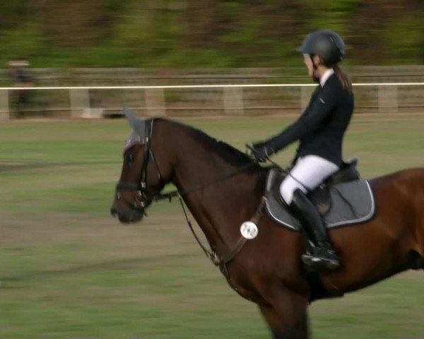 Reitturnier Wernigerode 2018