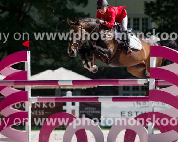 Springpferd Lolly Popp (Ungarisches Warmblut, 2005, von Le Matin)
