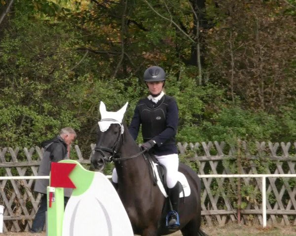 Reitturnier Wernigerode 2018
