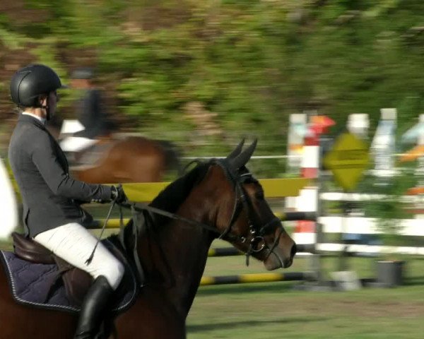 Reitturnier Wernigerode 2018