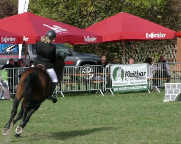 Reitturnier Wernigerode 2018