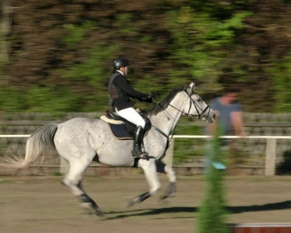 Reitturnier Wernigerode 2018
