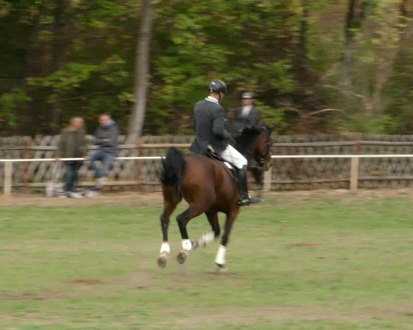 Reitturnier Wernigerode 2018
