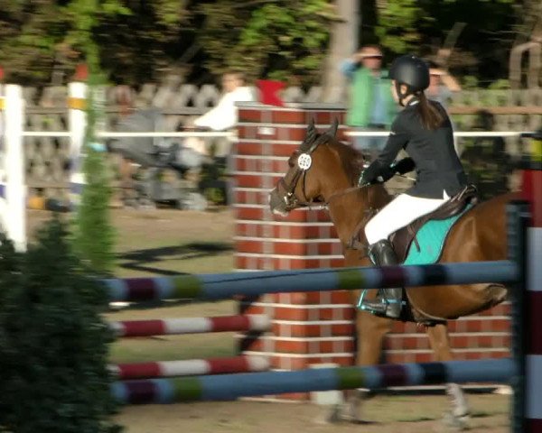 Reitturnier Wernigerode 2018
