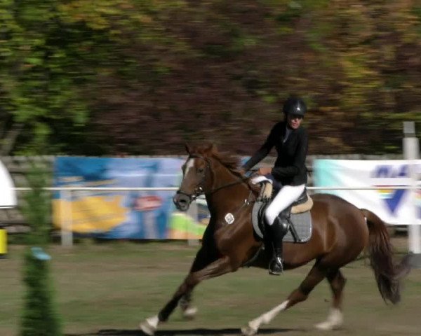 Reitturnier Wernigerode 2018