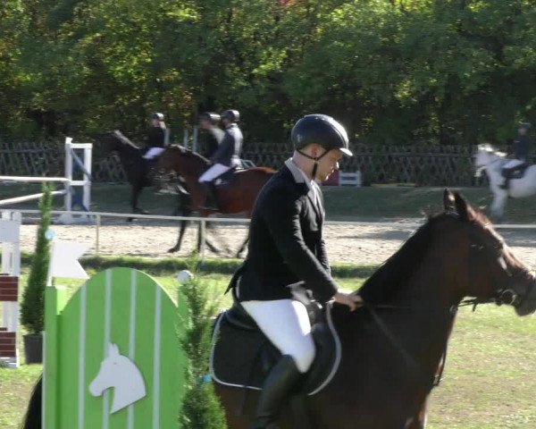 Reitturnier Wernigerode 2018