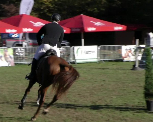 Reitturnier Wernigerode 2018